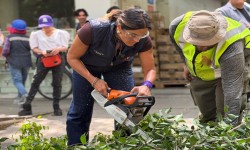 ALE ROJO DE LA VEGA ENCABEZA MEGAJORNADA DE PODA EN ROMA, CONDESA E HIP?DROMO
