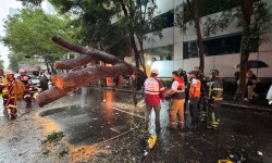 BRIGADA TORMENTA DE CUAUHT?MOC ATIENDE CA?DA DE RAMAS Y UN ?RBOL EN COLONIAS MORELOS, DOCTORES Y JU?REZ