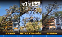 ALCALD?A CUAUHT?MOC ATIENDE AHUEHUETE HIST?RICO EN JARD?N TABACALERA PARA PRESERVAR SU SALUD