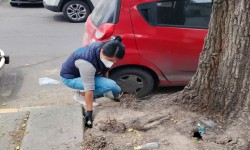 SERVICIOS URBANOS DE CUAUHTEMOC IMPLEMENTA DESRATIZACION EN PERALVILLO